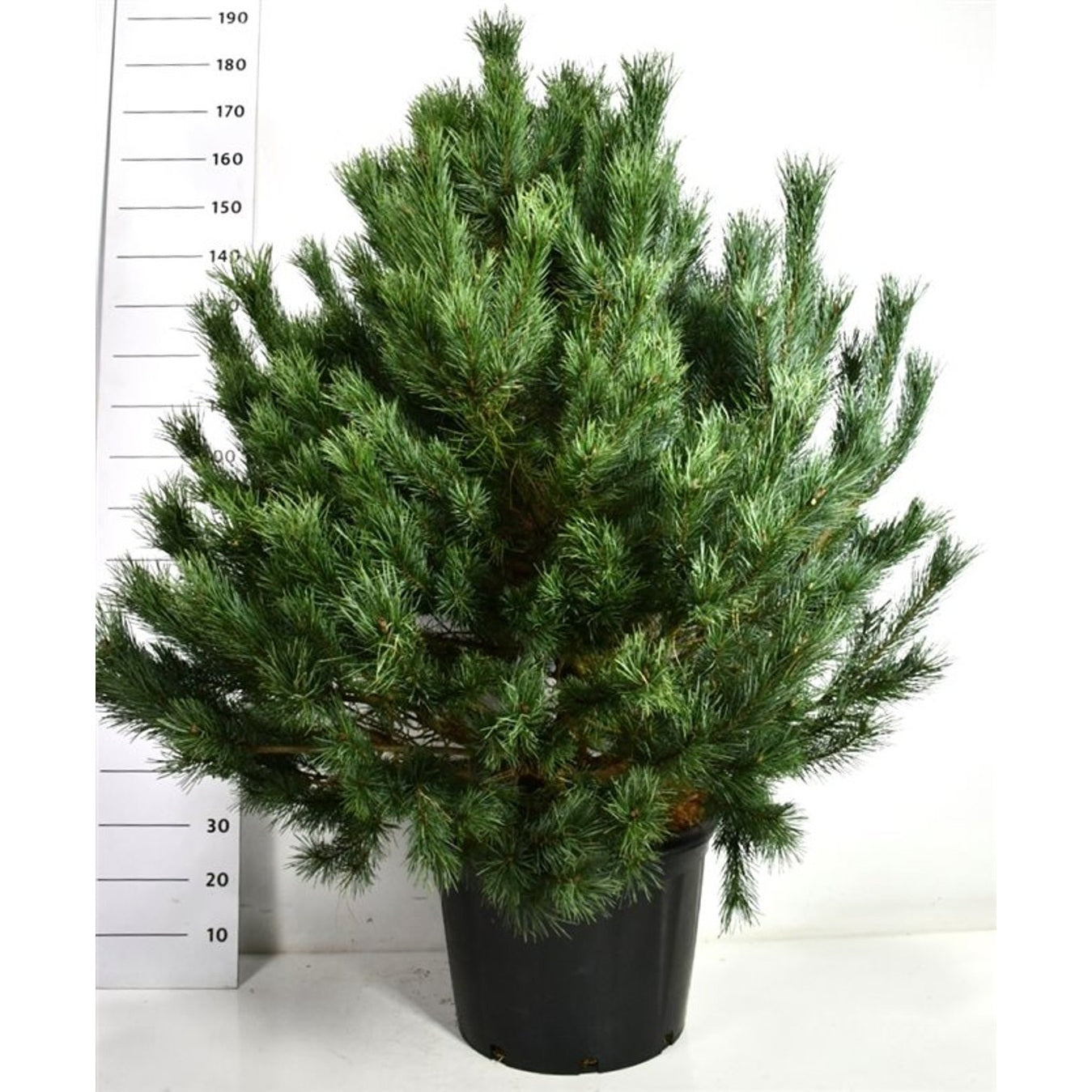 Tall – Pinus sylvestris 'Watereri' - C65 125-150 cm.